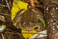 Taylor's Stream Frog Limnonectes taylori