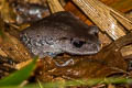 Tenasserim Litter Frog Leptobrachium tenasserimense (Tenasserim White-eyed Litter Frog)