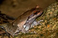 Undescribed Stream Horned Frog Xenophrys sp. nov.