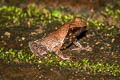 Undescribed Stream Horned Frog Xenophrys sp. nov.