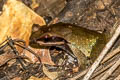 Undescribed Stream Horned Frog Xenophrys sp. nov.