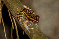 Western Sunda Spotted Stream Frog Pulchrana sundabarat