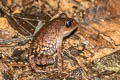 White-eyed Litter Frog Leptobrachella huashen