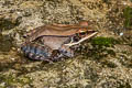 Yellow Frog Hylarana lateralis