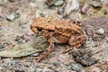 Common Toad Bufo bufo