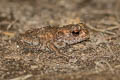 Common Toad Bufo bufo