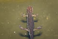 Smooth Newt Lissotriton vulgaris (Common Newt)