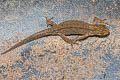 Smooth Newt Lissotriton vulgaris (Common Newt)