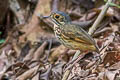 Alta Floresta Antpitta Hylopezus whittakeri