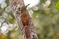 Amazonian Barred Woodcreeper Dendrocolaptes certhia retentus