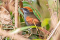 Amazonian Sinetail Synallaxis sp. nov.