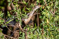 Anhinga Anhinga anhinga anhinga