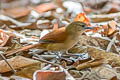 Araguaia Spinetail Synallaxis simoni