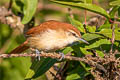 Bananal Spinetail Certhiaxis sp. nov.