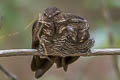 Band-tailed Nighthawk Nyctiprogne leucopyga majuscula