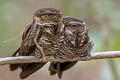 Band-tailed Nighthawk Nyctiprogne leucopyga majuscula