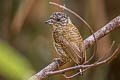 Bar-breasted Piculet Picumnus aurifrons transfasciatus