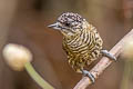 Bar-breasted Piculet Picumnus aurifrons transfasciatus