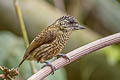 Bar-breasted Piculet Picumnus aurifrons transfasciatus