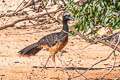 Bare-faced Curassow Crax fasciolata fasciolata