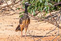 Bare-faced Curassow Crax fasciolata fasciolata