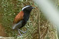 Black-bellied Gnateater Conopophaga melanogaster