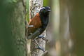 Black-bellied Gnateater Conopophaga melanogaster