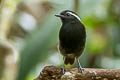 Black-bellied Gnateater Conopophaga melanogaster