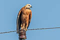 Black-collared Hawk Busarellus nigricollis nigricollis