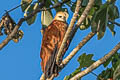 Black-collared Hawk Busarellus nigricollis nigricollis