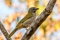 Buff-throated Saltator Saltator maximus maximus