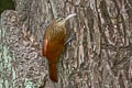 Buff-throated Woodcreeper Xiphorhynchus guttatus dorbignyanus (Lafresnaye's Woodcreeper)