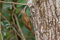 Buff-throated Woodcreeper Xiphorhynchus guttatus dorbignyanus (Lafresnaye's Woodcreeper)