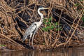 Cocoi Heron Ardea cocoi