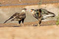 Crested Caracara Caracara plancus plancus