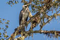 Crested Eagle Morphnus guianensis