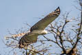 Crested Eagle Morphnus guianensis