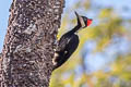 Crimson-crested Woodpecker Campephilus melanoleucos cearae