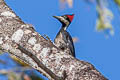 Crimson-crested Woodpecker Campephilus melanoleucos cearae