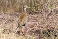 Giant Wood Rail Aramides ypecaha