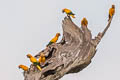 Golden Parakeet Guaruba guarouba