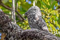 Great Potoo Nyctibius grandis