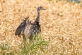 Greater Rhea Rhea americana americana