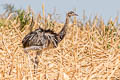 Greater Rhea Rhea americana americana