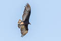 Greater Yellow-headed Vulture Cathartes melambrotus