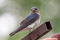 Grey-breasted Martin Progne chalybea macrorhamphus