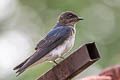 Grey-breasted Martin Progne chalybea macrorhamphus