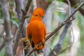 Guianan Cock-of-th-rock Rupicola rupicola