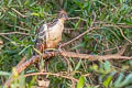 Hoatzin Opisthocomus hoazin