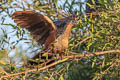 Hoatzin Opisthocomus hoazin